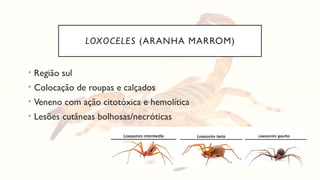 LOXOCELES (ARANHA MARROM)
• Região sul
• Colocação de roupas e calçados
• Veneno com ação citotóxica e hemolítica
• Lesões cutâneas bolhosas/necróticas
 