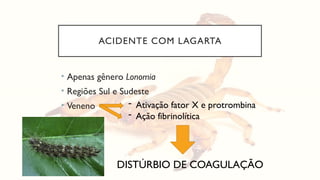 ACIDENTE COM LAGARTA
• Apenas gênero Lonomia
• Regiões Sul e Sudeste
• Veneno - Ativação fator X e protrombina
- Ação fibrinolítica
DISTÚRBIO DE COAGULAÇÃO
 