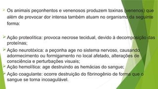  Os animais peçonhentos e venenosos produzem toxinas (venenos) que
além de provocar dor intensa também atuam no organismo da seguinte
forma:
 Ação proteolítica: provoca necrose tecidual, devido à decomposição das
proteínas;
 Ação neurotóxica: a peçonha age no sistema nervoso, causando
adormecimento ou formigamento no local afetado, alterações de
consciência e perturbações visuais;
 Ação hemolítica: age destruindo as hemácias do sangue;
 Ação coagulante: ocorre destruição do fibrinogênio de forma que o
sangue se torna incoagulável.
 