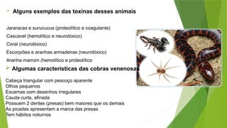 Alguns exemplos das toxinas desses animais
Jararacas e surucucus (proteolítico e coagulante)
Cascavel (hemolítico e neurotóxico)
Coral (neurotóxico)
Escorpiões e aranhas armadeiras (neurotóxico)
Aranha marrom (hemolítico e proteolítico
 Algumas características das cobras venenosas
Cabeça triangular com pescoço aparente
Olhos pequenos
Escamas com desenhos irregulares
Cauda curta, afinada
Possuem 2 dentes (presas) bem maiores que os demais
As picadas apresentam a marca das presas
Tem hábitos noturnos
 