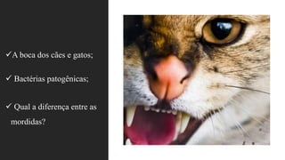 ✓A boca dos cães e gatos;
✓ Bactérias patogênicas;
✓ Qual a diferença entre as
mordidas?
 