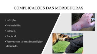 COMPLICAÇÕES DAS MORDEDURAS
✓infecção,
✓ vermelhidão,
✓inchaço,
✓dor local;
✓Pessoas com sistema imunológico
deprimido.
 