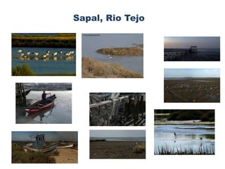 Sapal, Rio Tejo 
 