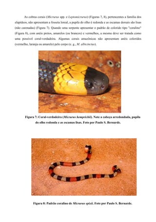 Algumas serpentes conhecidas como jararacas. Dipsas catesbyi (A).