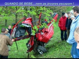 QUANDO SE BEBE…nem as árvores escapam !

 