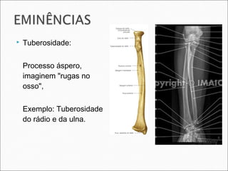  Tuberosidade:
Processo áspero,
imaginem "rugas no
osso",
Exemplo: Tuberosidade
do rádio e da ulna.
 