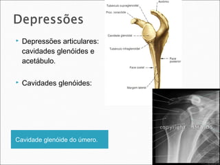Cavidade glenóide do úmero.
 Depressões articulares:
cavidades glenóides e
acetábulo.
 Cavidades glenóides:
 