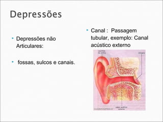  Depressões não
Articulares:
 fossas, sulcos e canais.
 Canal : Passagem
tubular, exemplo: Canal
acústico externo
 