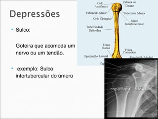  Sulco:
Goteira que acomoda um
nervo ou um tendão.
 exemplo: Sulco
intertubercular do úmero
 