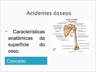Conceito
 Características
anatômicas da
superfície do
osso.
 