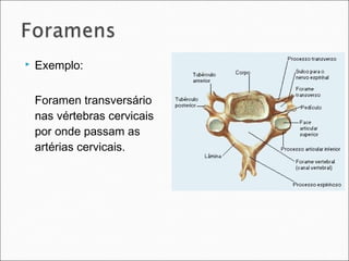  Exemplo:
Foramen transversário
nas vértebras cervicais
por onde passam as
artérias cervicais.
 