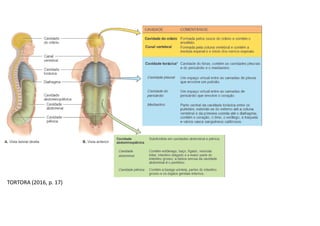 TORTORA (2016, p. 17)
 