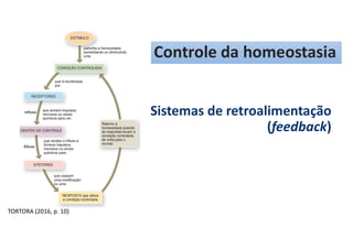 Sistemas de retroalimentação
(feedback)
TORTORA (2016, p. 10)
Controle da homeostasia
 