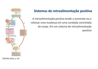Sistemas de retroalimentação positiva
A retroalimentação positiva tende a aumentar ou a
reforçar uma mudança em uma condição controlada
do corpo. Em um sistema de retroalimentação
positiva
TORTORA (2016, p. 10)
 