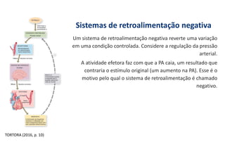 Sistemas de retroalimentação negativa
Um sistema de retroalimentação negativa reverte uma variação
em uma condição controlada. Considere a regulação da pressão
arterial.
A atividade efetora faz com que a PA caia, um resultado que
contraria o estímulo original (um aumento na PA). Esse é o
motivo pelo qual o sistema de retroalimentação é chamado
negativo.
TORTORA (2016, p. 10)
 