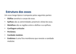 Estrutura dos ossos
Um osso longo típico é composto pelas seguintes partes:
• Diáfise constitui o corpo do osso.
• Epífises são as extremidades proximal e distal do osso.
• Metáfises são as regiões entre a diáfise e as epífises.
• Cartilagem articular.
• Periósteo.
• Cavidade medular.
• Endósteo é uma fina membrana que reveste a cavidade
medular.
 