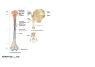 TORTORA (2016, p. 175)
 