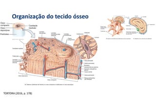 Organização do tecido ósseo
TORTORA (2016, p. 178)
 