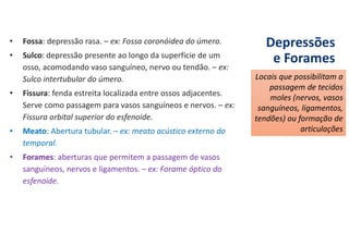 Depressões
e Forames
• Fossa: depressão rasa. – ex: Fossa coronóidea do úmero.
• Sulco: depressão presente ao longo da superfície de um
osso, acomodando vaso sanguíneo, nervo ou tendão. – ex:
Sulco intertubular do úmero.
• Fissura: fenda estreita localizada entre ossos adjacentes.
Serve como passagem para vasos sanguíneos e nervos. – ex:
Fissura orbital superior do esfenoide.
• Meato: Abertura tubular. – ex: meato acústico externo do
temporal.
• Forames: aberturas que permitem a passagem de vasos
sanguíneos, nervos e ligamentos. – ex: Forame óptico do
esfenoide.
Locais que possibilitam a
passagem de tecidos
moles (nervos, vasos
sanguíneos, ligamentos,
tendões) ou formação de
articulações
 
