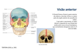 Visão anterior
O frontal forma a fronte (a parte anterior
do crânio), o teto das órbitas e a maior
parte da região anterior do assoalho do
crânio.
Logo após o nascimento, os lados
direito e esquerdo do osso frontal são
unidos pela sutura frontal (metópica),
que normalmente desaparece entre 6 e 8
anos de idade.
https://bit.ly/3m1WZQB
TORTORA (2016, p. 202)
 