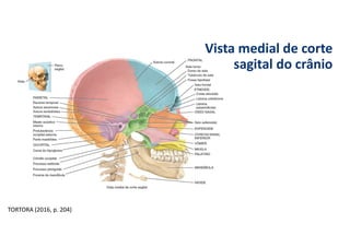 Vista medial de corte
sagital do crânio
TORTORA (2016, p. 204)
 