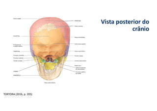 Vista posterior do
crânio
TORTORA (2016, p. 205)
 