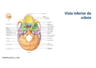 Vista inferior do
crânio
TORTORA (2016, p. 205)
 