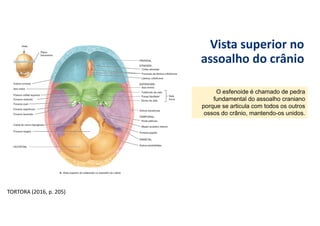 Vista superior no
assoalho do crânio
TORTORA (2016, p. 205)
O esfenoide é chamado de pedra
fundamental do assoalho craniano
porque se articula com todos os outros
ossos do crânio, mantendo-os unidos.
 