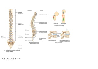 TORTORA (2016, p. 219)
 