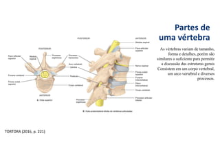 Partes de
uma vértebra
As vértebras variam de tamanho,
forma e detalhes, porém são
similares o suficiente para permitir
a discussão das estruturas gerais
Consistem em um corpo vertebral,
um arco vertebral e diversos
processos.
TORTORA (2016, p. 221)
 