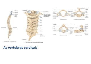 As vertebras cervicais
 