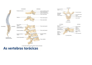 As vertebras torácicas
 