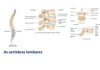 As vertebras lombares
 