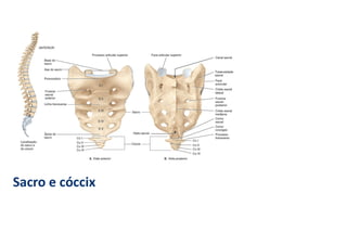 Sacro e cóccix
 