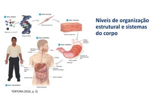 Níveis de organização
estrutural e sistemas
do corpo
TORTORA (2016, p. 3)
 