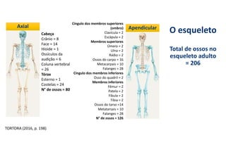 O esqueleto
Total de ossos no
esqueleto adulto
= 206
Axial
Axial Apendicular
Apendicular
Cabeça
Crânio = 8
Face = 14
Hioide = 1
Ossículos da
audição = 6
Coluna vertebral
= 26
Tórax
Esterno = 1
Costelas = 24
N° de ossos = 80
Cíngulo dos membros superiores
(ombro)
Clavícula = 2
Escápula = 2
Membros superiores
Úmero = 2
Ulna = 2
Rádio = 2
Ossos do carpo = 16
Metacarpais = 10
Falanges = 28
Cíngulo dos membros inferiores
Osso do quadril = 2
Membros inferiores
Fêmur = 2
Patela = 2
Fíbula = 2
Tíbia = 2
Ossos do tarso =14
Metatarsais = 10
Falanges = 28
N° de ossos = 126
TORTORA (2016, p. 198)
 