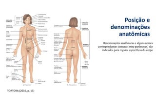 Posição e
denominações
anatômicas
Denominações anatômicas e alguns nomes
correspondentes comuns (entre parênteses) são
indicados para regiões específicas do corpo
TORTORA (2016, p. 13)
 