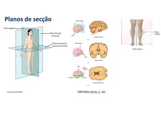 Planos de secção
https://bit.ly/3dG6pNc TORTORA (2016, p. 16)
 