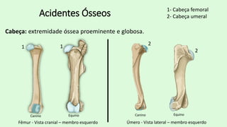 Acidentes ÓsseosAcidentes ÓsseosAcidentes ÓsseosAcidentes Ósseos | PDF