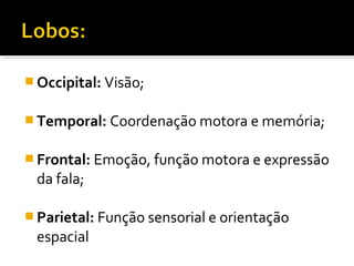 Occipital: Visão; 
Temporal: Coordenação motora e memória; 
Frontal: Emoção, função motora e expressão 
da fala; 
Parietal: Função sensorial e orientação 
espacial 
 
