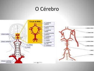O Cérebro
 