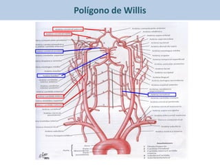 Polígono de Willis
 