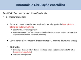 Anatomia e Circulação encefálica

Território Cortical das Artérias Cerebrais:
• a. cerebral média:

   • Percorre o sulco lateral e vascularizando a maior parte da face súpero-
     lateral de cada hemisfério;
       • Lobo frontal, temporal e parietal;
       • Estruturas subcorticais (parte posterior da cápsula interna, coroa radiada, parte externa
         do globo pálido, núcleo caudado e putamen)


   • Corresponde a área motora, área somestésica, o centro da palavra falada;

   • Obstrução:
       • Diminuição da sensibilidade do lado oposto do corpo, predominantemente MS e face
         (predomínio braquifacial);
       • Distúrbios da linguagem.
 