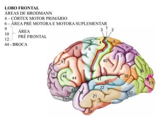 LOBO FRONTAL
ÁREAS DE BRODMANN
4 – CÓRTEX MOTOR PRIMÁRIO
6 – ÁREA PRÉ MOTORA E MOTORA SUPLEMENTAR
9
       ÁREA
10
       PRÉ FRONTAL
12
44 - BROCA
 