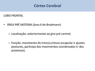 Córtex Cerebral

LOBO FRONTAL

• ÁREA PRÉ MOTORA (área 6 de Brodmann)

   – Localização: anteriormente ao giro pré central;

   – Função: movimento do tronco,cintura escapular e ajustes
     posturais, participa dos movimentos coordenados (> dos
     proximais).
 