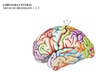 LOBO PARA CENTRAL
ÁREAS DE BRODMANN 1, 2, 3
 