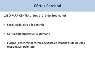 Córtex Cerebral

LOBO PARA-CENTRAL (área 1, 2, 3 de Brodmann)

• Localização: giro pós central;

• Córtex somatossensorial primário

• Função: descriminar formas, texturas e tamanhos de objetos –
  responsável pelo tato
 