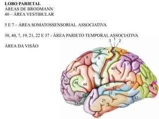 LOBO PARIETAL
ÁREAS DE BRODMANN
40 – ÁREA VESTIBULAR

5 E 7 – ÁREA SOMATOSSENSORIAL ASSOCIATIVA

30, 40, 7, 19, 21, 22 E 37 - ÁREA PARIETO TEMPORAL ASSOCIATIVA

ÁREA DA VISÃO
 