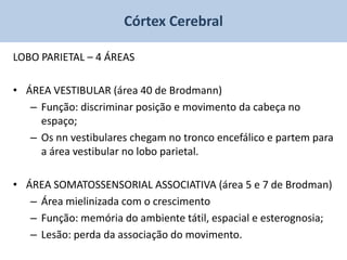 Córtex Cerebral

LOBO PARIETAL – 4 ÁREAS

• ÁREA VESTIBULAR (área 40 de Brodmann)
   – Função: discriminar posição e movimento da cabeça no
     espaço;
   – Os nn vestibulares chegam no tronco encefálico e partem para
     a área vestibular no lobo parietal.

• ÁREA SOMATOSSENSORIAL ASSOCIATIVA (área 5 e 7 de Brodman)
   – Área mielinizada com o crescimento
   – Função: memória do ambiente tátil, espacial e esterognosia;
   – Lesão: perda da associação do movimento.
 