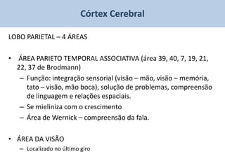 Córtex Cerebral

LOBO PARIETAL – 4 ÁREAS

• ÁREA PARIETO TEMPORAL ASSOCIATIVA (área 39, 40, 7, 19, 21,
  22, 37 de Brodmann)
   – Função: integração sensorial (visão – mão, visão – memória,
     tato – visão, mão boca), solução de problemas, compreensão
     de linguagem e relações espaciais.
   – Se mieliniza com o crescimento
   – Área de Wernick – compreensão da fala.

• ÁREA DA VISÃO
   – Localizado no último giro
 